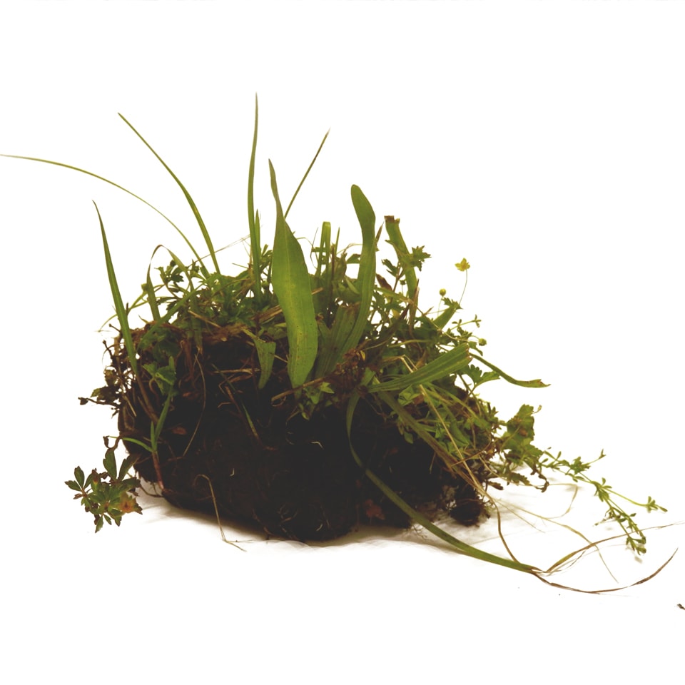 Fresh Heilmoor material with native plants