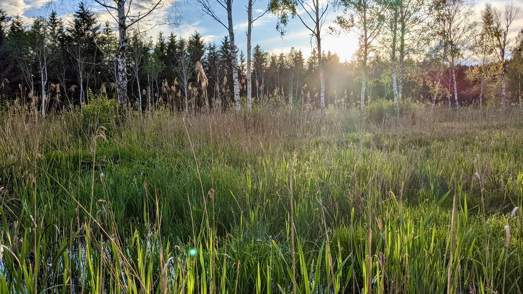 Sunlit Austrian peatland with grasses and birch trees